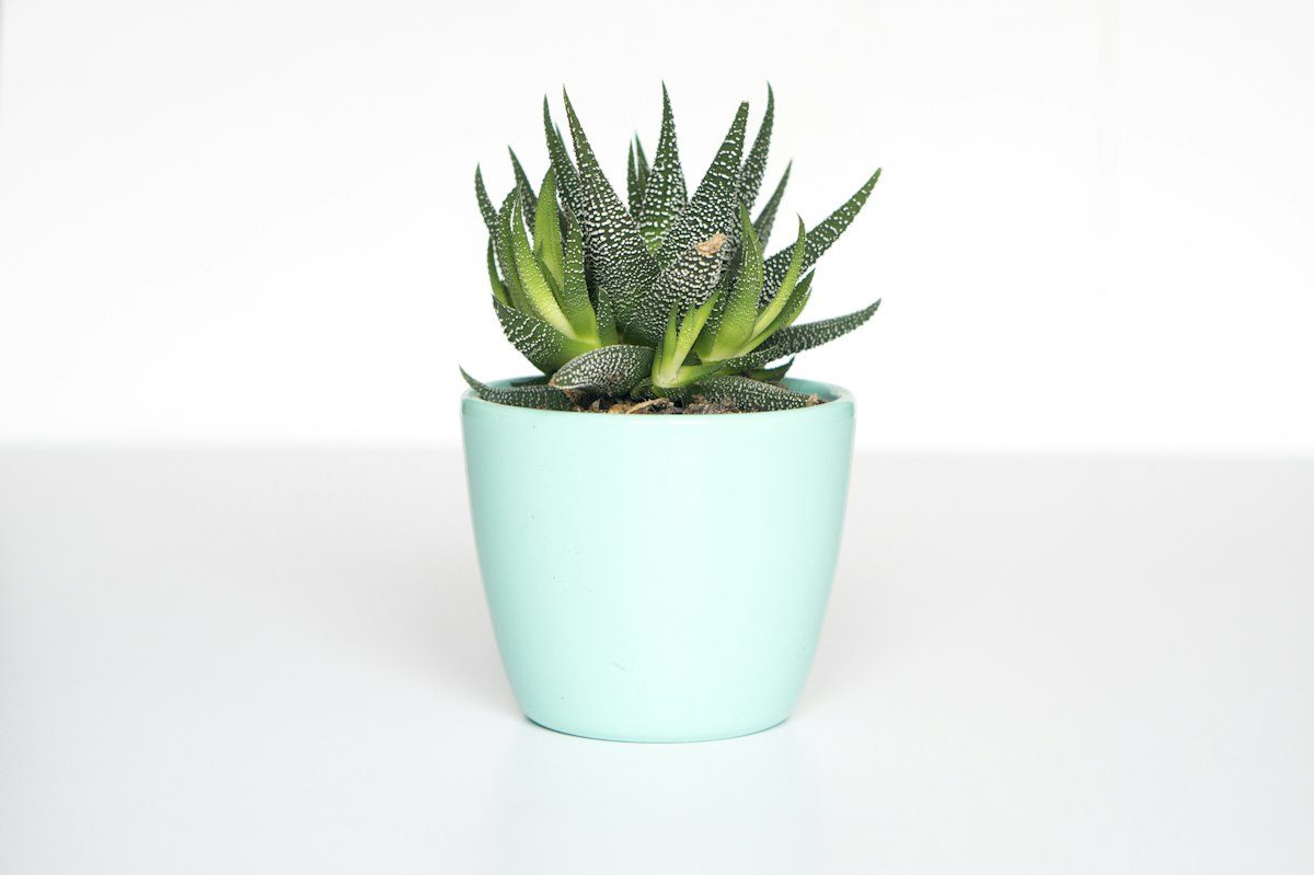 Lumo Monstera Saksılı Bitki